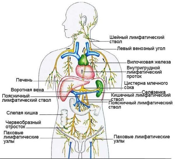 Umístění vnitřních orgánů