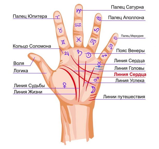Znaczenie linii na dłoni prawej i lewej ręki dla kobiet i mężczyzn. Chiromancja na zdjęciach w przystępnym języku ze zdjęciem