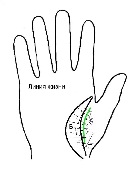 Die Bedeutung der Linien auf der Handfläche der rechten und linken Hand für Frauen und Männer. Handlesen in Bildern in einer zugänglichen Sprache mit einem Foto